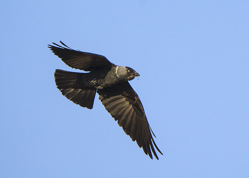 Taccola - Corvus monedula